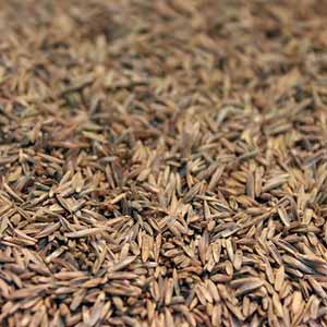 Cincinnati Grass Seed Supply